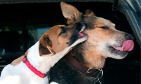 Doggie Excursions