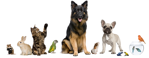 The Pets Pal